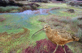 Curlew and Ecotope
