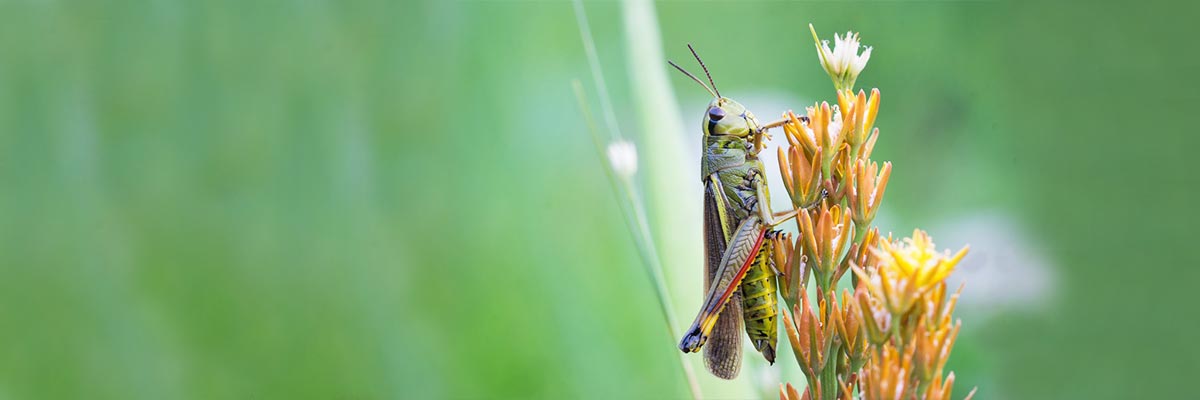 Large Marsh Grasshopper