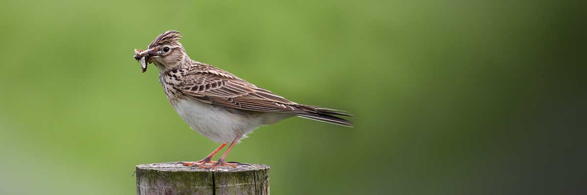 Bird with Insect