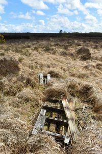 Before Living Bog Restoration