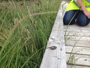 Common Lizard on Boardewalk