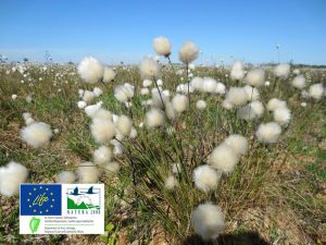 Bog Cotton