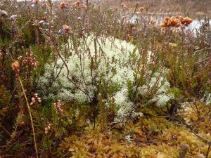 Flora Bog Species