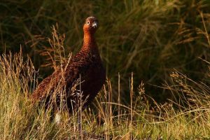 Red Grouse