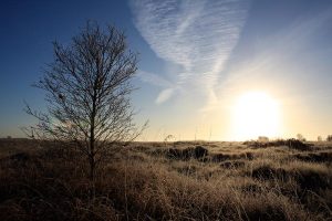 Bog in Sunset