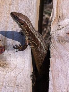 Common Lizard