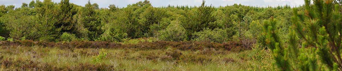 Ardagullion Bog