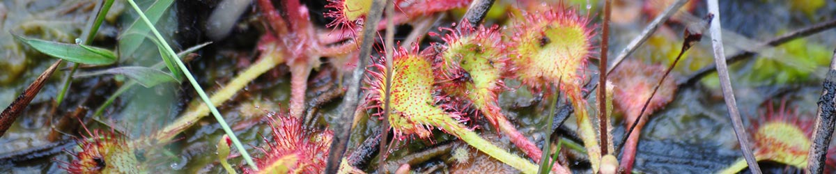 Sundew