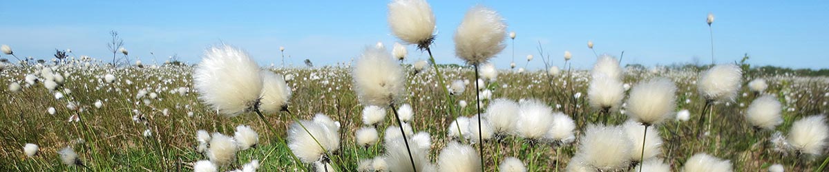 Bog Cotton