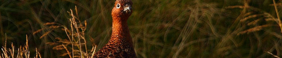 Red Grouse