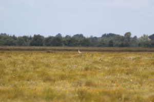 Curlew