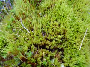 Waved Fork Moss (Dicranum undulatum)