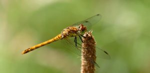 Damselfly