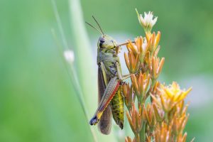 Large Marsh Grasshopper