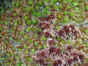 Sphagnum moss