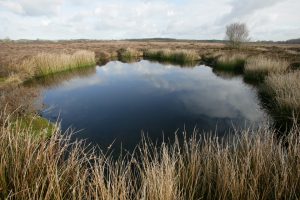 Clara Bog Wetland