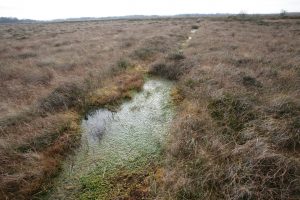 peat dam blocking a drain on the high bog