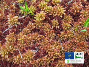 Sphagnum moss