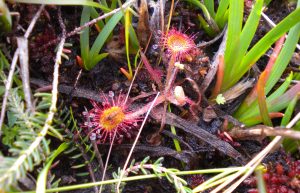 Sundew