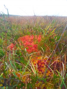 Mosses in Grass