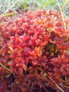 Sphagnum moss