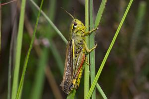 Large Marsh Grasshopper