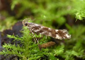 Aristotelia ericinella