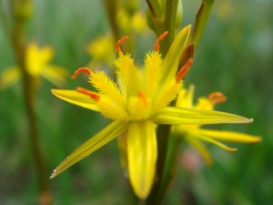 Bog Asphodel