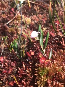 Bog Rosemary