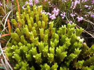 Club Moss