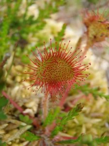 Common Sundew