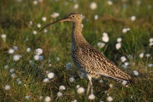 Curlew