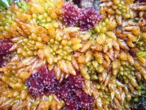 Sphagnum Magellanicum