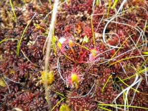 Sundew