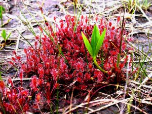 Sundew