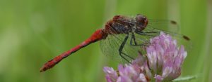 Damselfly