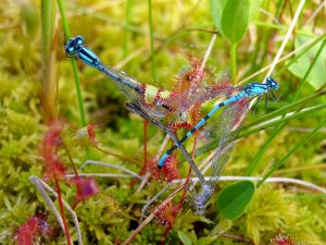 Dragonflies on Sundew