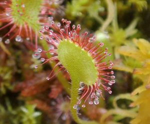 Round Leaved Sundew