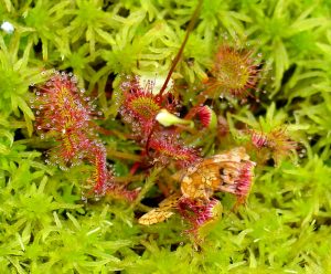 Sundew with Butterfly