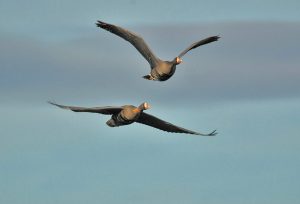 Great White Fronted Geese