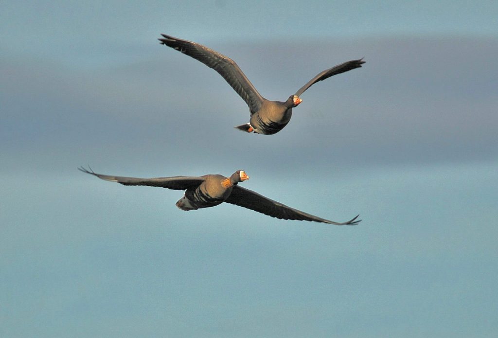 White Tailed Greenland Goose