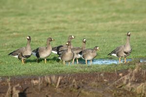 Family of Green White Fronted Geese