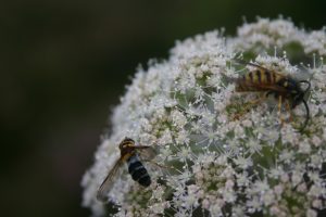 Hoverfly and Wasp