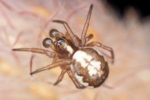 Hypsosinga albovittata spider