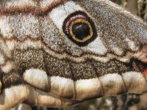 'Eye' on Moth Wing