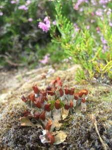 Fungi at bog