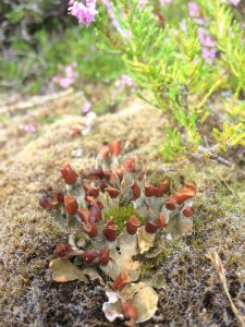 Fungi at bog