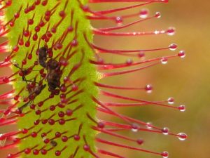 Sundew