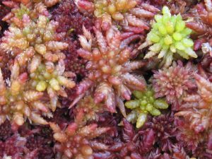 Sphagnum moss