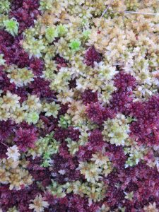 Sphagnum Mosses